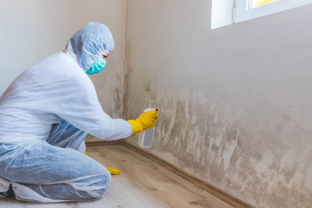 Licensed Black Mold Remediation service in Mount Airy, MD - Car Mold Remediation