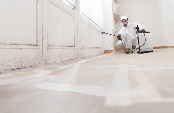 24/7 Emergency Black Mold Remediation experts in Mount Airy, MD