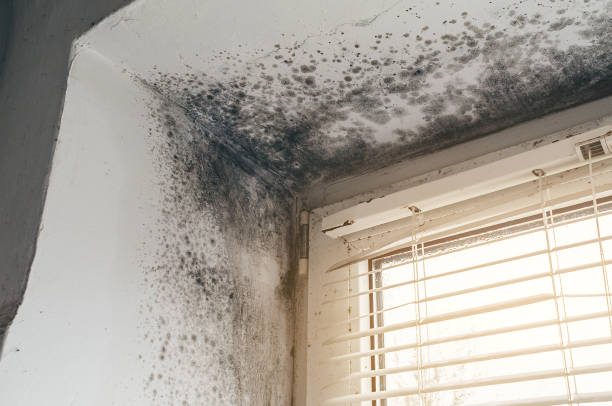 Affordable Black Mold Remediation solutions in Mount Airy, MD